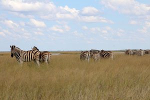 Zebra, Etosha National Park