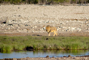 Lion at waterhole, Etosha National Park