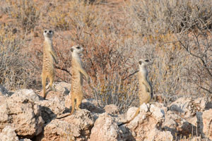 Meerkat, Namibia