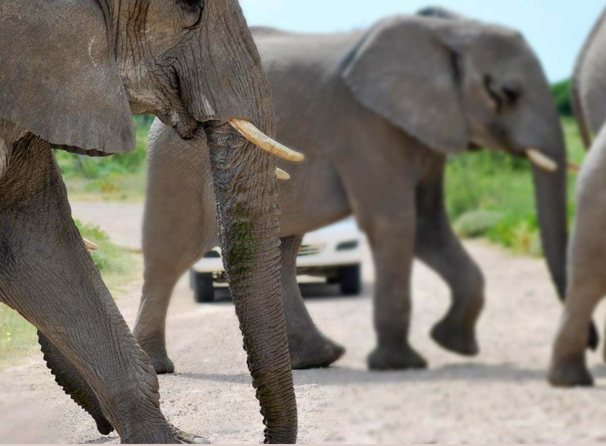 Elephants, Namibia Tour Operator