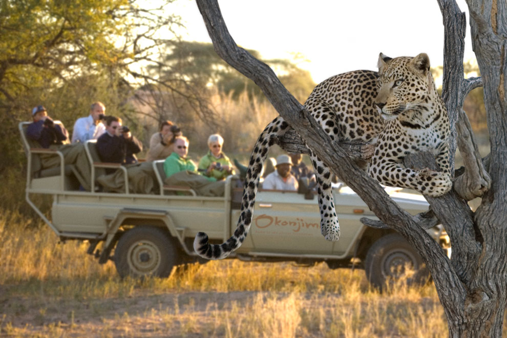Okonjima leopard tracking.