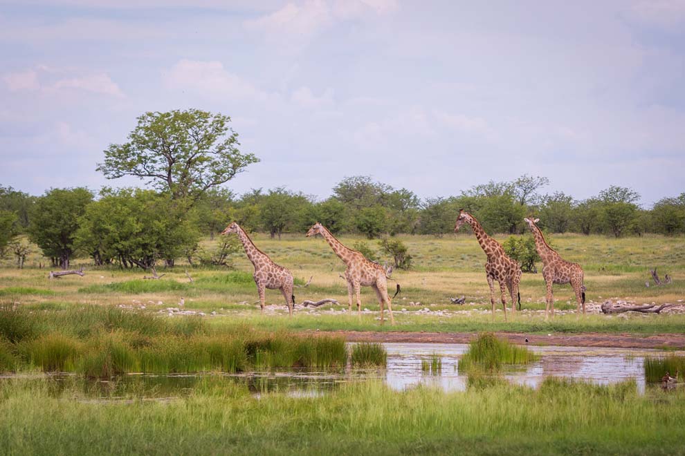Giraffe at waterhole, Etosha