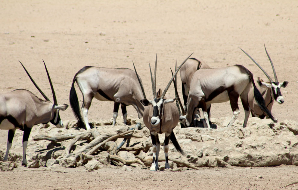Kalahari Gemsbok