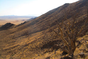 Namib Rand landscape