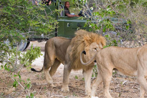 Mushara game drive