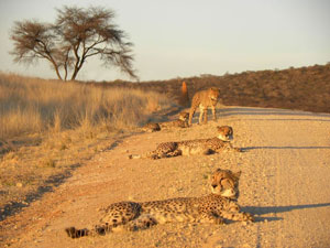 Cheetah, Okonjima