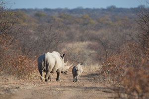 Ongava Rhinos