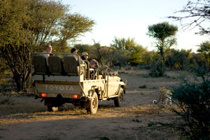 Okonjima leopard drive