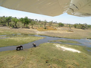 Aerial view of Elephants, Okavango Delta, Botswana