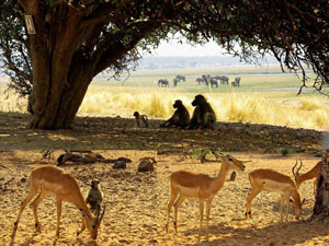 Okavango scene