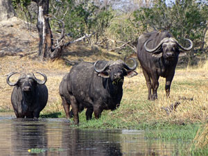 Buffalo, Okavango