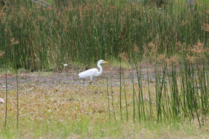 Egret, Okavango Delta