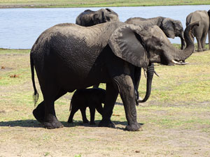 Elephants, Okavango Delta