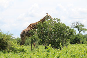 Giraffe, Okavango Delta