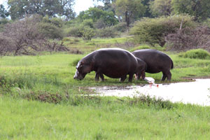 Grazing hippos