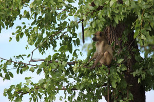 Monkey
