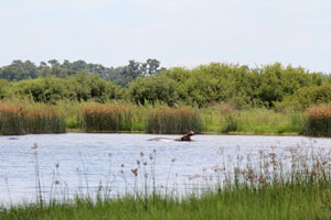 Hippo, Okavango Delta