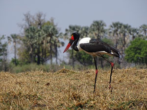 Saddle-billed stork