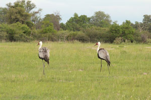 Wattled Cranes