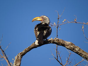 Hornbill