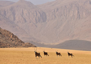 Gemsbok, Sossusvlei