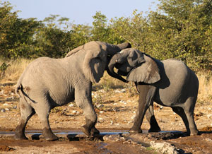 Damaraland Elephants