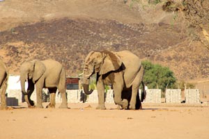 Damaraland Elephants