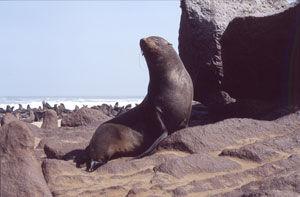 Cape Cross