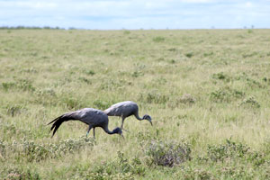 Blue Cranes, Etosha National Park