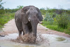 Elephant, Etosha National Park