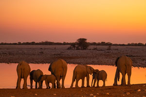 Elephants at sunset, Etosha National Park