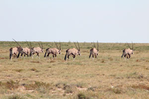 Gemsbok, Etosha