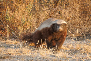 Honey badger, Etosha National Park