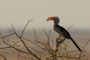 Hornbill, Etosha National Park