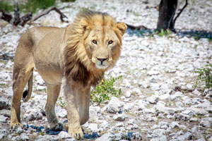 Etosha lion