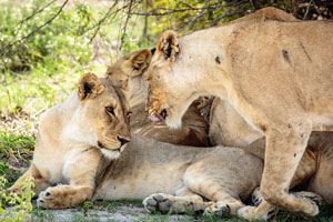 Lions, Etosha National Park