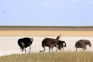 Ostriches, Etosha Pan