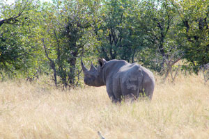Rhino, Etosha National Park
