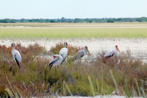 Yellow-billed storks, Etosha National Park
