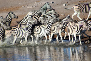 Zebra, Etosha National Park