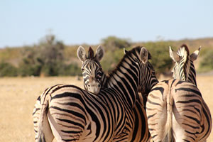 Zebra, Etosha National Park
