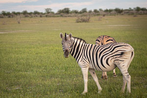 Zebra, Etosha National Park