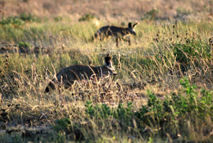 Bat eared foxes, Etosha National Park