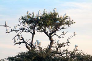Egrets, Etosha National Park