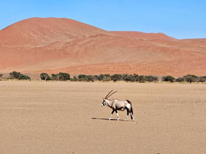 Gemsbok against desert backdrop