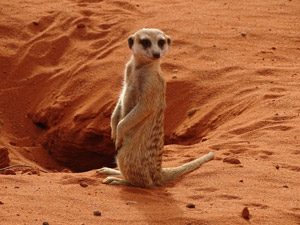 Meerkat, Kalahari Desert