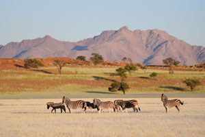 Namib Rand Nature Reserve zebra