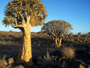 Quiver Tree Forest