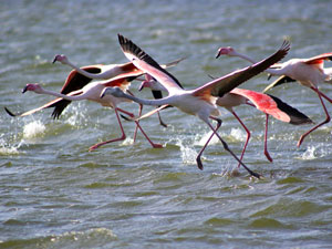 Flamingoes