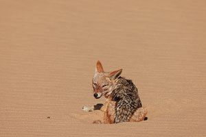Jackal, Namib desert